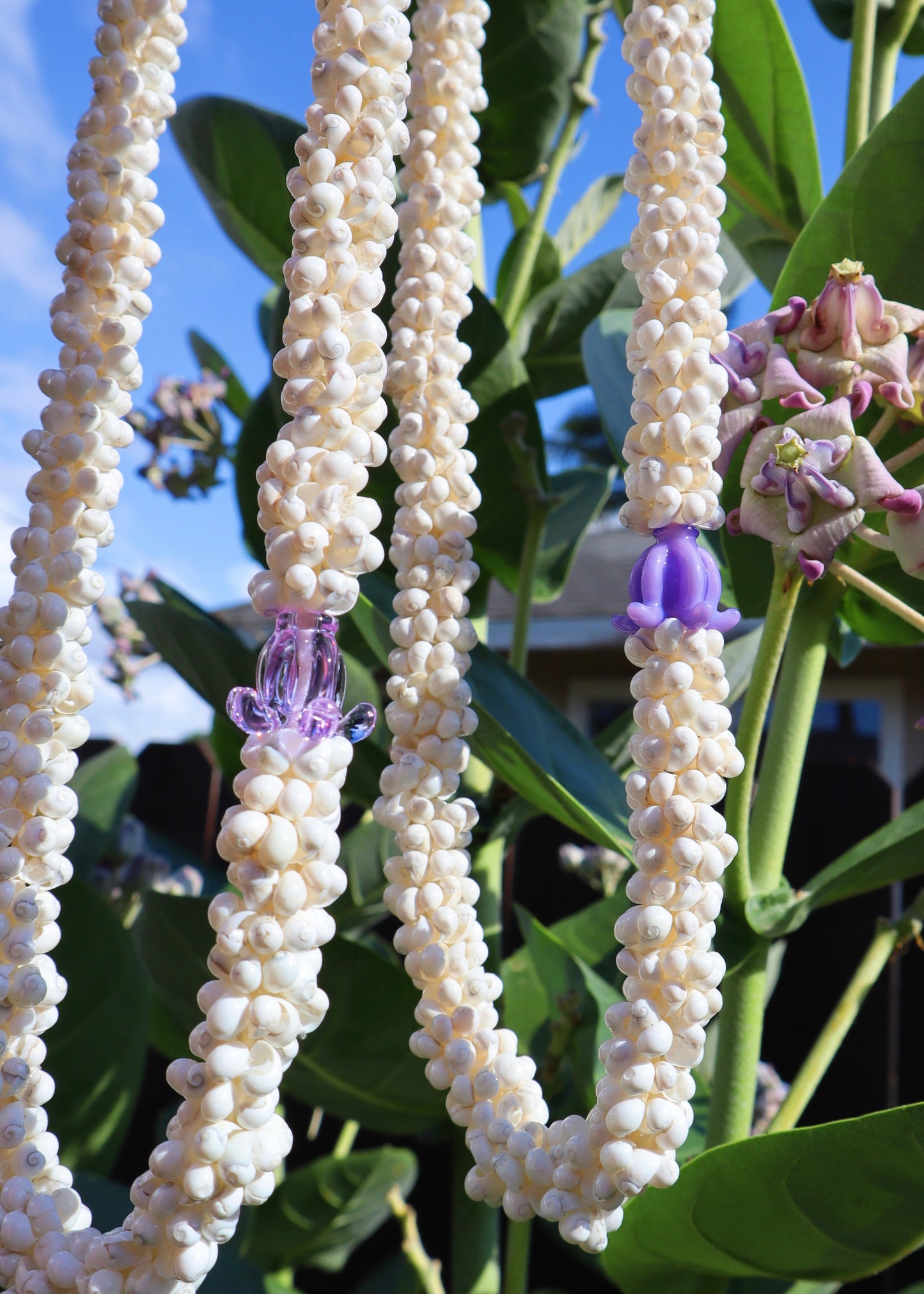 Crown Flower Mongo Shell Lei with 1 Glass Pua