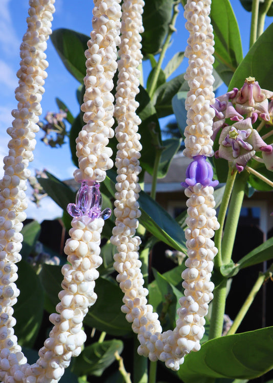 Crown Flower Mongo Shell Lei with 1 Glass Pua